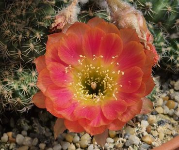 Lobivia arachnacantha